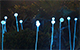 fild of light